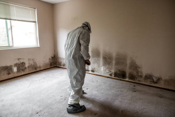 Home Mold Removal in Bowling Green, MO