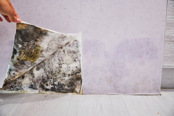 Mold Removal Process in Bowling Green, MO
